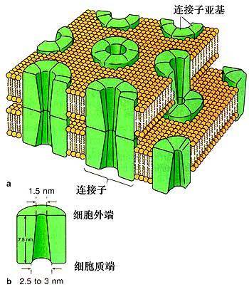 间隙连接