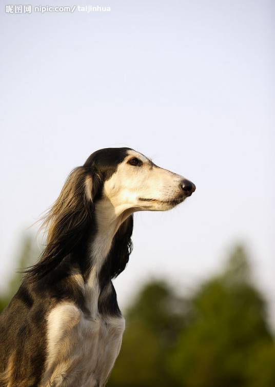 科蒙多尔牧羊犬