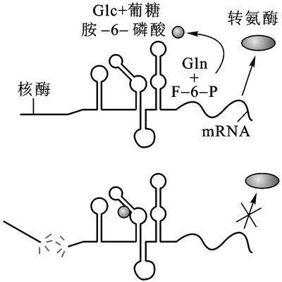 葡糖胺