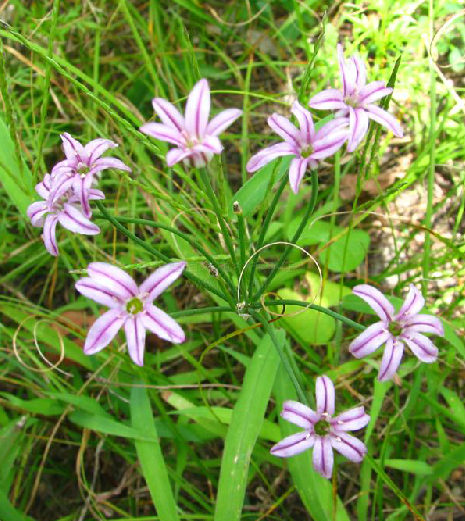 山韭（中医药）