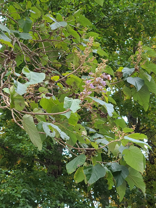 白花泡桐