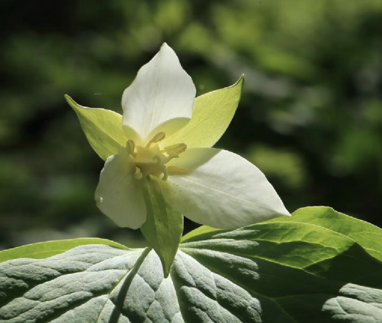 吉林延龄草