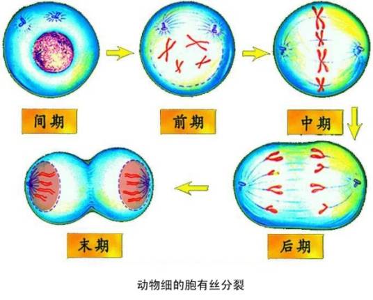 细胞有丝分裂