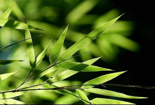 竹叶（竹亚科植物的叶）