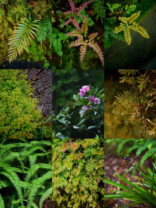 野生植物